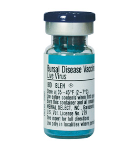 Bursal Disease IBD BLEN
