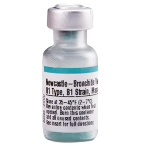 Newcastle Brochitis B1 Type