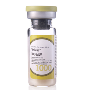 Volvac IBD MLV